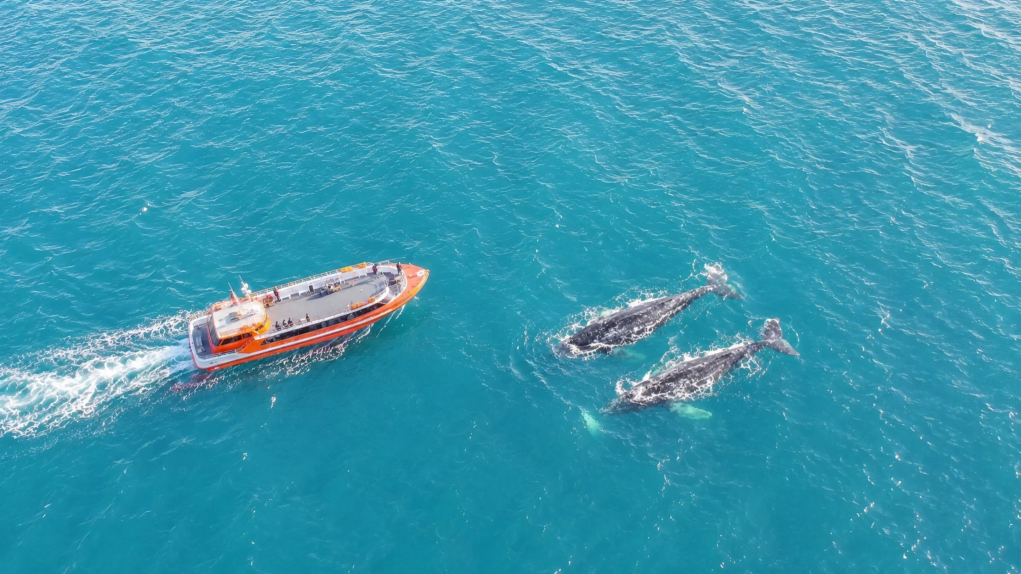 Gray Whale Watching San Diego